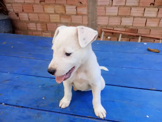 Estou doando uma cachorrinha dócil.