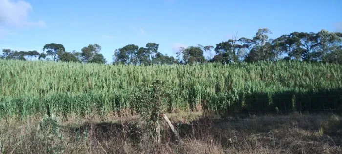Vendo Chácara em Bocaiuva do Sul