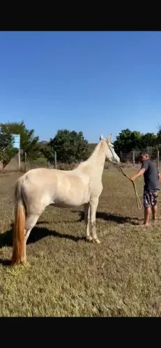 ÉGUA MANGALARGA