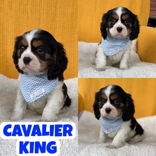 Machinho de Cavalier King Charles Spaniel c/ Pedigre