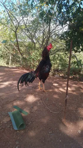 Galos Índios