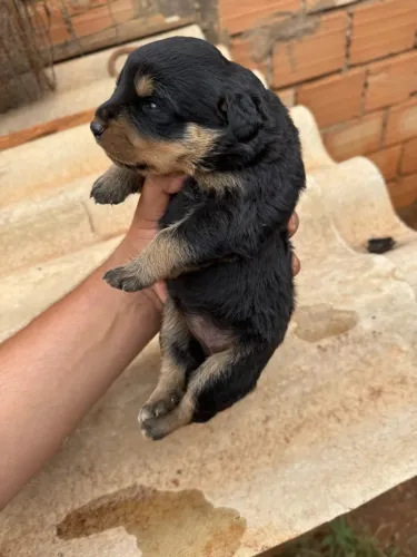 Filhotes de Rottweiler