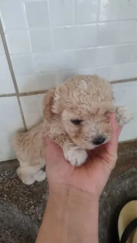 Poodle puro à venda (filhotes)