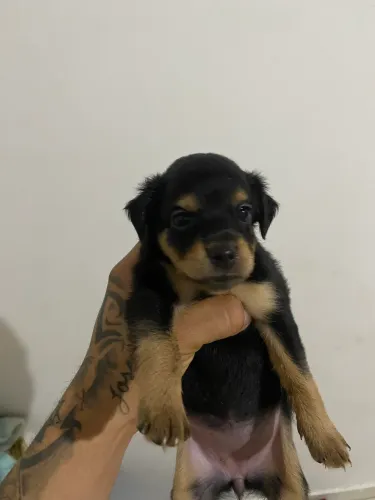 Vendo pinscher n1
