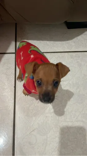 Pinscher macho 