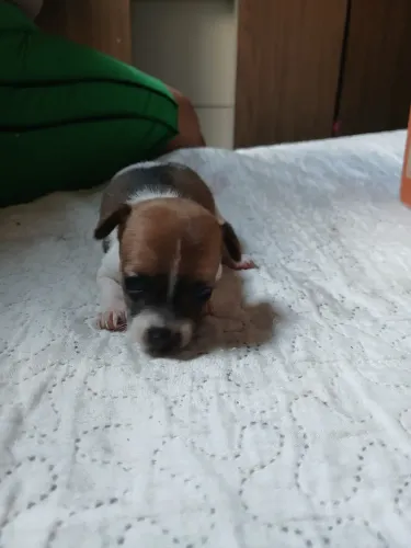Cachorrinho 