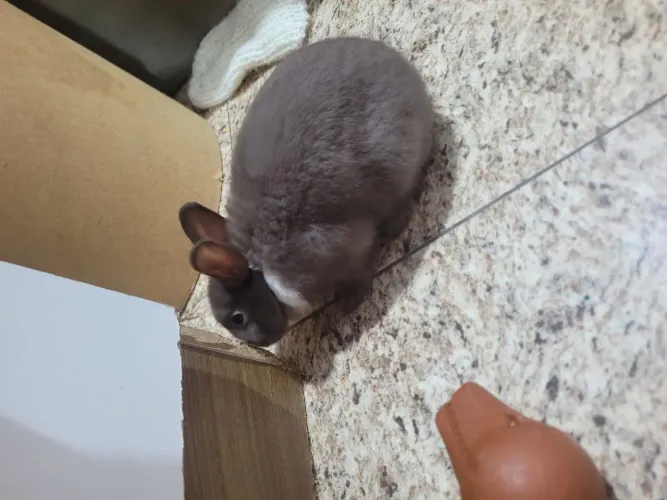 MINI COELHO