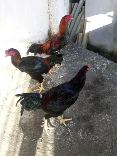 Galo de grande porte 