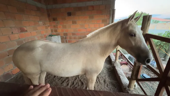 VENDO ÉGUA MANGALARGA EM CABACEIRAS DO PARAGUAÇU