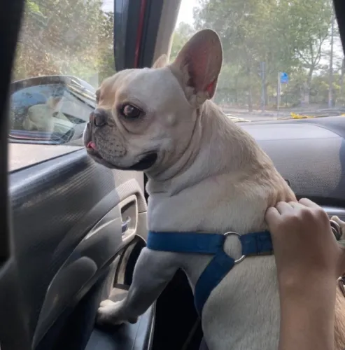 Buldogue francês 