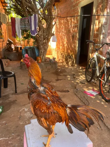 Galo mura