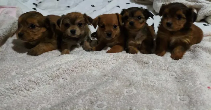 Pinscher