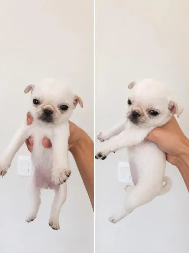 Fêmea Pug branco 