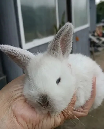Coelhos mini lop 