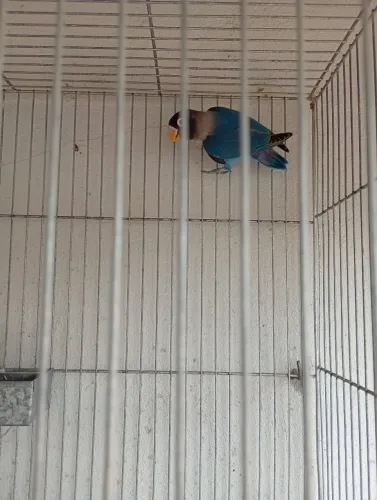 Bebedouro