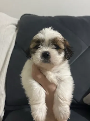 Vendo cachorro Shih tzu Macho puro