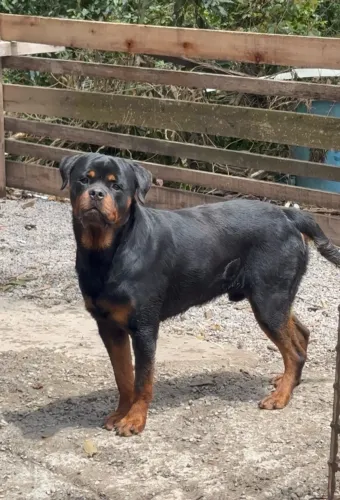 Rotwailler