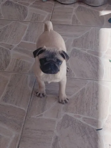 Pug macho 