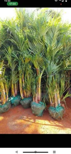 Areca bambú 