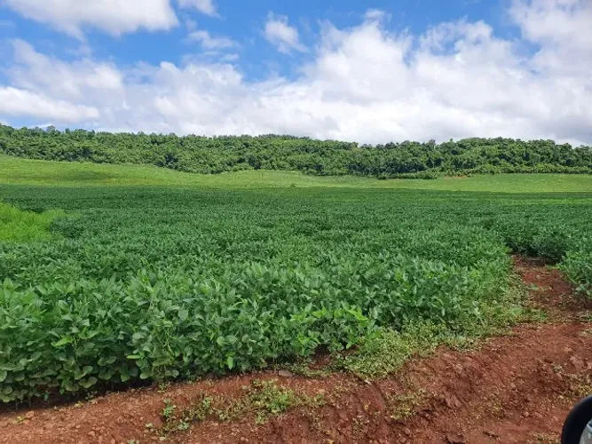 24 alqueires com 18,5 de lavouras ótimo para aviários de Postura