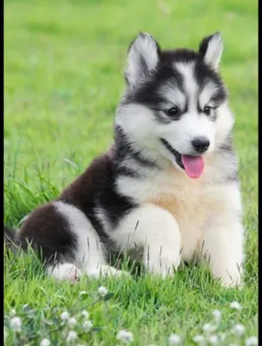 Filhote Husky Siberiano com muito charme