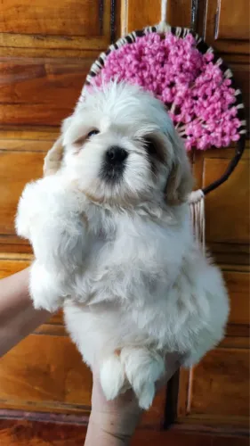 Shih Tzu Filhotes - Companheiros Calmos e Cheios de Amor