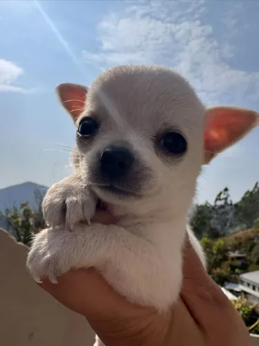 Chihuahua filhote precisoso e meigo 