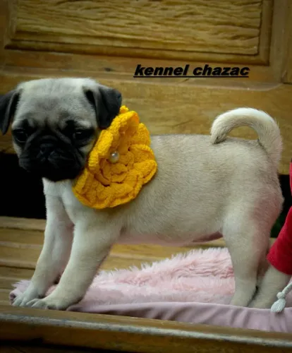 Pug mini - filhote fêmea com certificado genealogico 