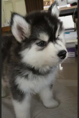 Husky siberiano imaginaveis 