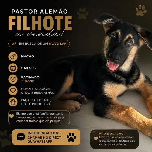 Pastor alemão macho filhote
