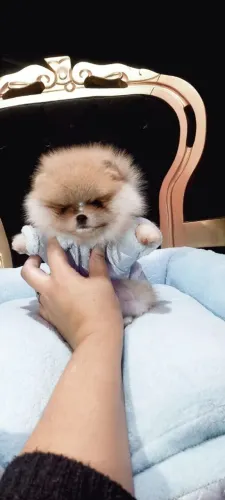 Spitz Alemão Anão, Lulu da Pomerânia
