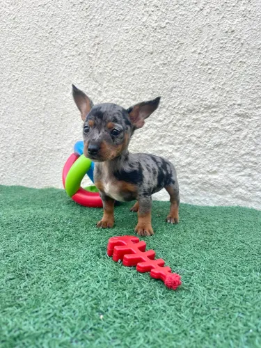 Pinscher fêmea 0 blue merle
