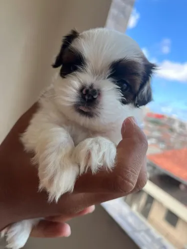 Filhote Shihtzu macho