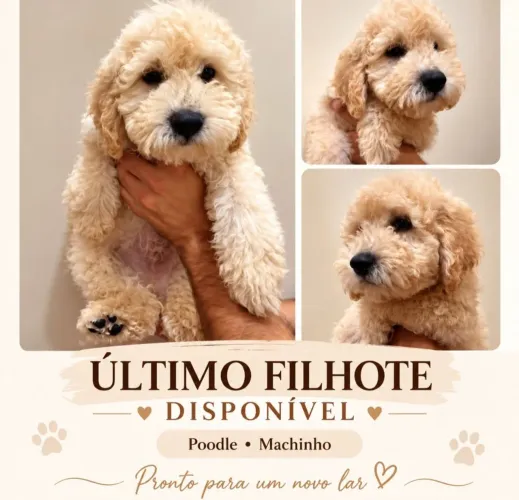 Filhote Poodle 