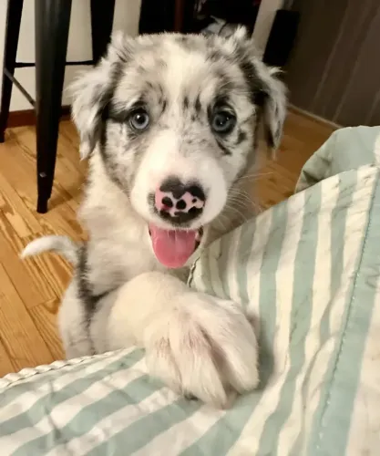 Border Collie todas a cores 
