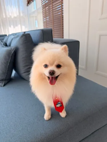 Lulu da pomerania para cruzar 