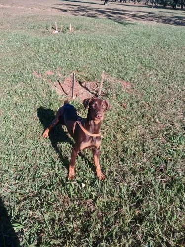 DOBERMANN