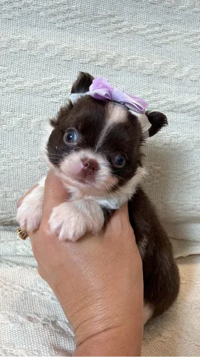 Chihuahua Linhagem de importados Fêmea 