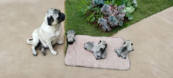 Cachorro PUG