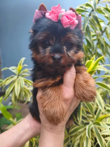 Filhotes de Yorkshire Terrier lindos