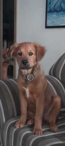 Estou doando esse cachorro