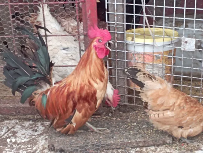 Galinha e galo