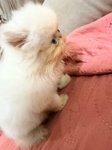 Gato persa filhote macho  Pronta entrega  