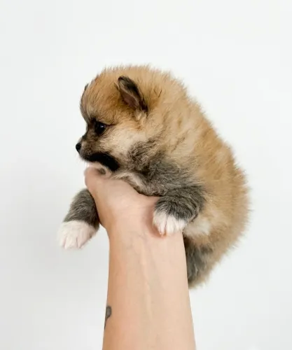 Lulu da Pomerania laranja macho