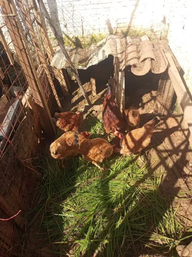 Vendo 6 frangos gogó de sola
