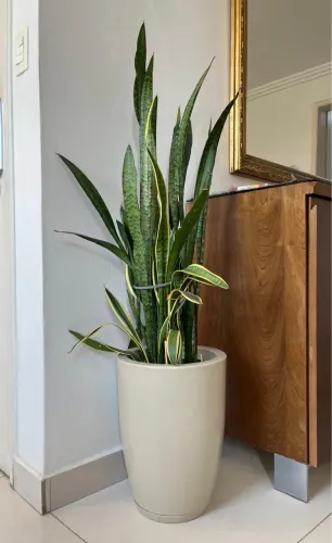 ? Espada-de-São-Jorge em vaso premium ? pronta para decorar