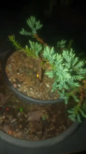 Juníperus procumbens Pré-Bonsai