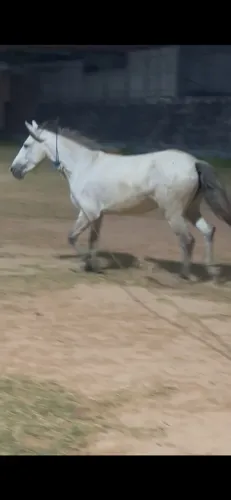 Cavalo