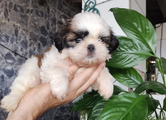 Shihtzu Macho Pronta entrega