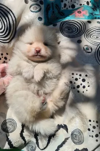 Spitz alemão Um cachorrinho cheio de presença